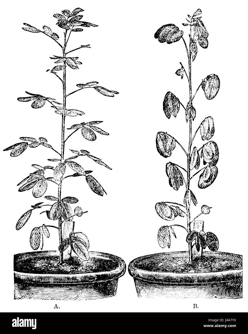 Un'immagine o un'illustrazione che mostra la pianta di Cassia corymbosa sia nelle forme diurne che notturne, evidenziandone i cambiamenti durante il ciclo diurno e notturno. Foto Stock