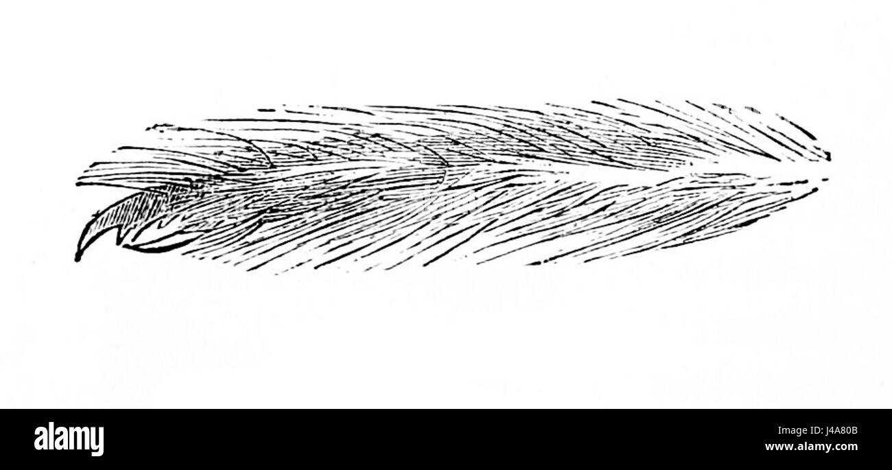 PSM V01 D694 Spider parti del corpo 4 Foto Stock