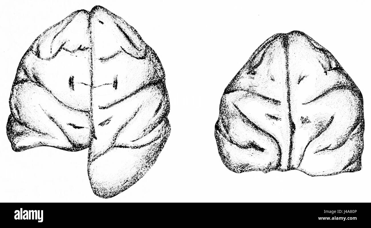 PSM V46 D173 half e full cecità in una scimmia dalla rimozione del cervello di controllo degli occhi Foto Stock