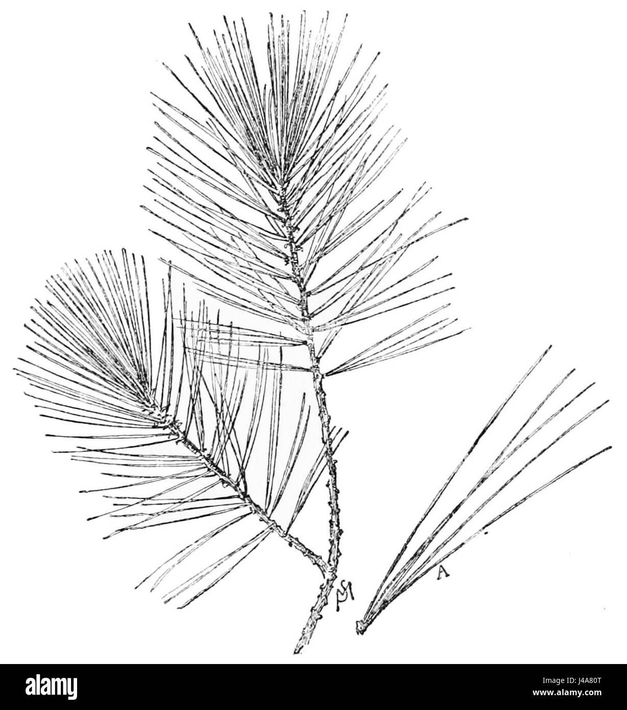 Questa immagine del PSM (Popular Science Monthly) V49 D817 presenta un'illustrazione dettagliata di una foglia di pino bianco, concentrandosi sulla sua forma, consistenza e caratteristiche strutturali tipiche della specie. Foto Stock