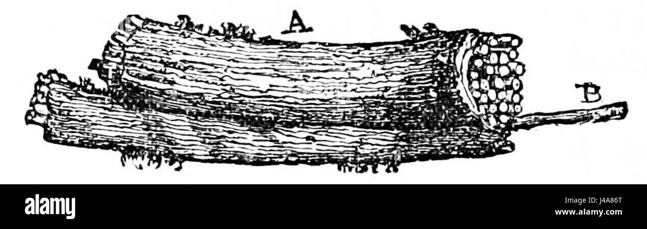PSM V26 D756 porzione di un tronco di un nervo Foto Stock