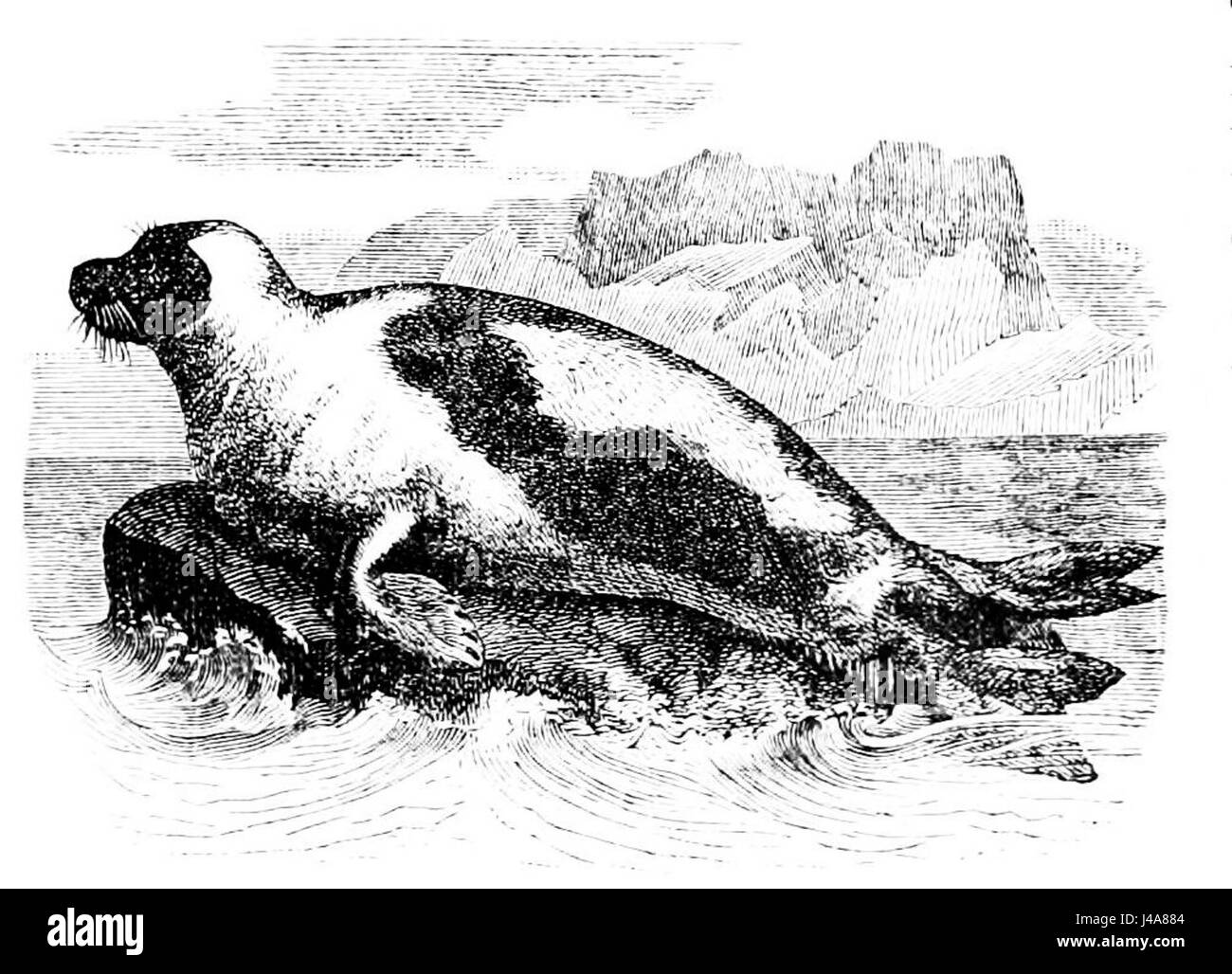 PSM V34 D345 la Groenlandia o guarnizione arpa phoca groenlandica Foto Stock