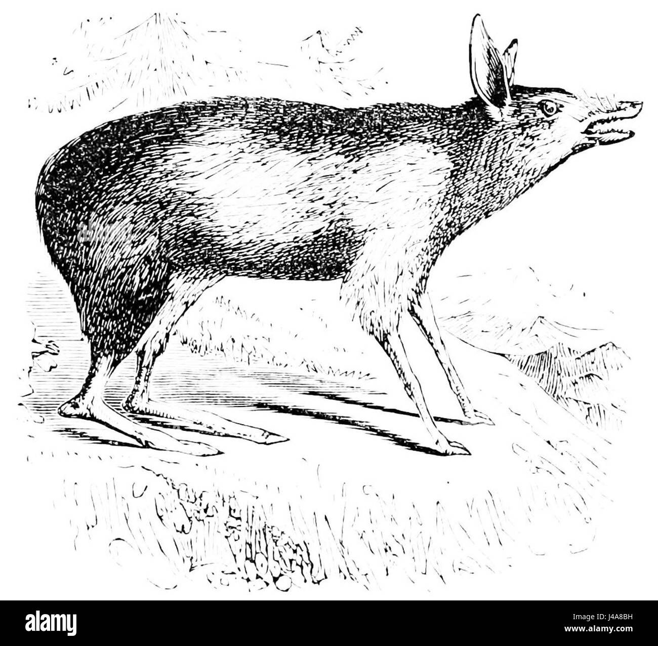 Un articolo o una fotografia del PSM V08 D435 che ritrae il Chaeropus, un genere estinto di marsupiali, che fa luce sulla sua storia e sull'estinzione. Foto Stock