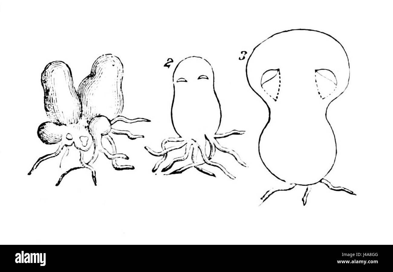 PSM V07 D143 Funghi nel processo di crescita Foto Stock