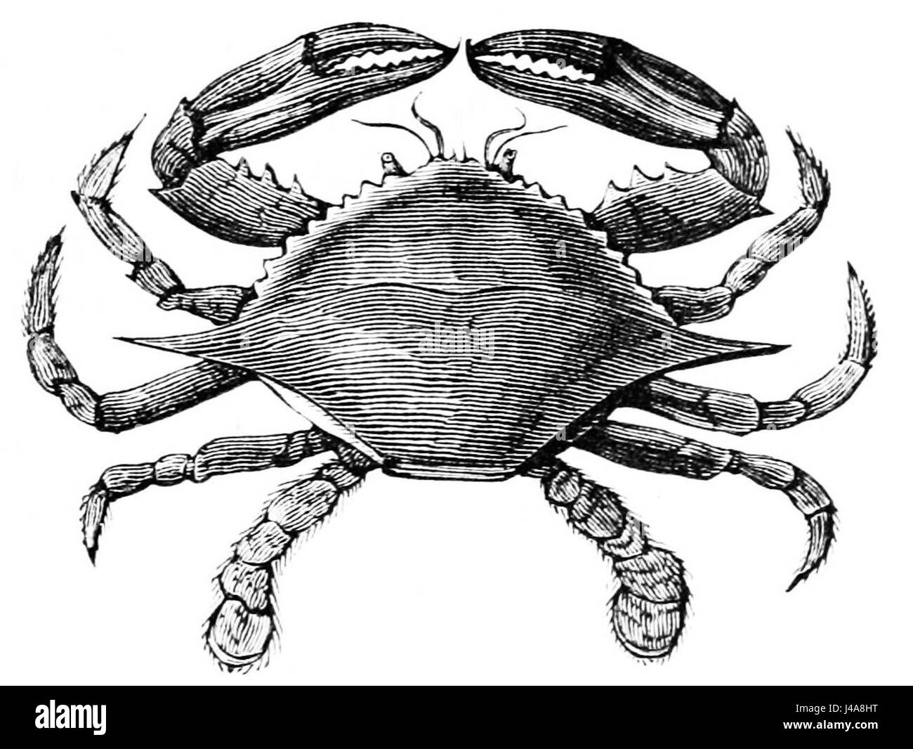 PSM V05 D205 American granchio di mare Foto Stock