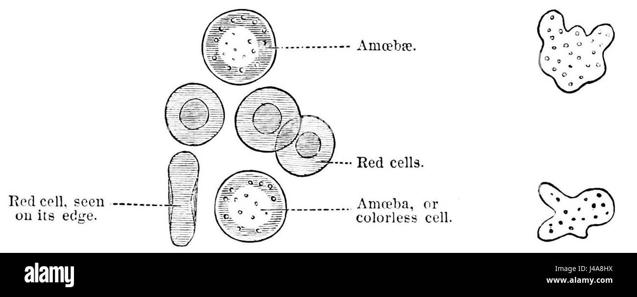 L'immagine in PSM V06 D360 illustra cellule ematiche sia colorate che incolori, evidenziando le loro diverse funzioni nel sistema circolatorio umano. Questo serve come aiuto visivo per comprendere la composizione del sangue. Foto Stock