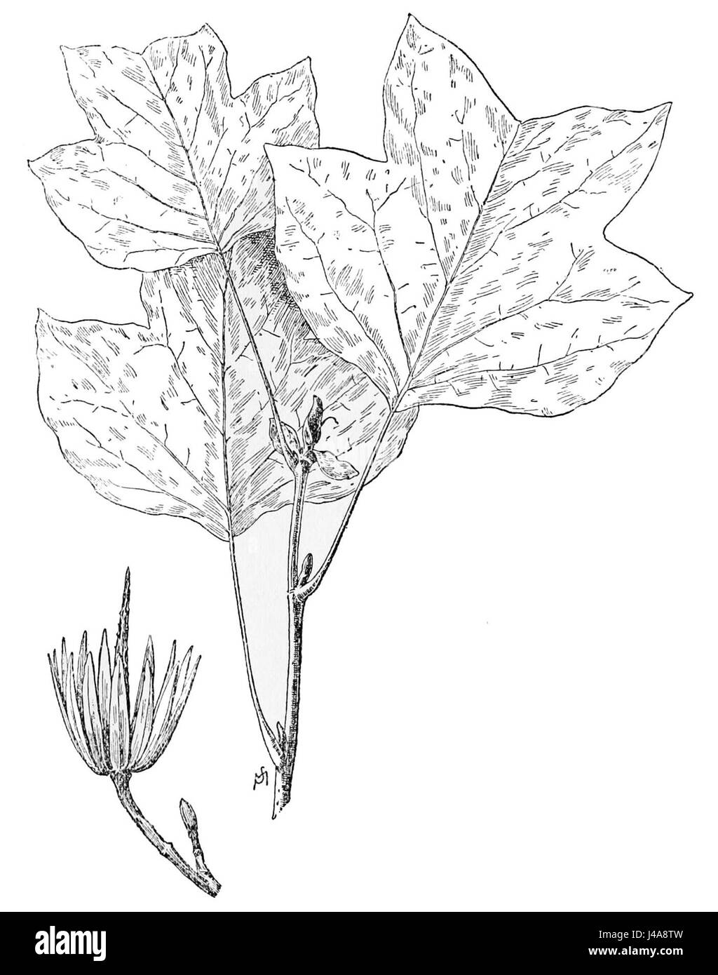 Questa illustrazione tratta da PSM Vol. 49 mostra le foglie dell'albero dei tulipani, Liriodendron tulipifera, noto per la sua forma distintiva e i vivaci colori autunnali. È una specie importante nella silvicoltura nordamericana. Foto Stock