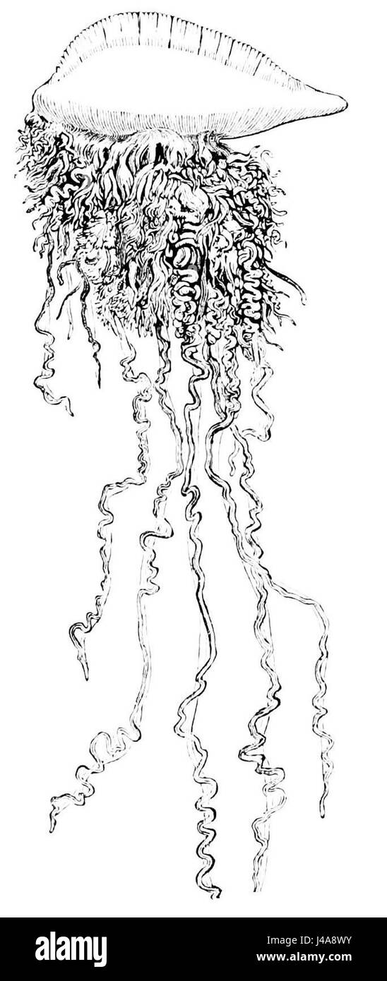 PSM V13 D332 Portuegese uomo di guerra Foto Stock