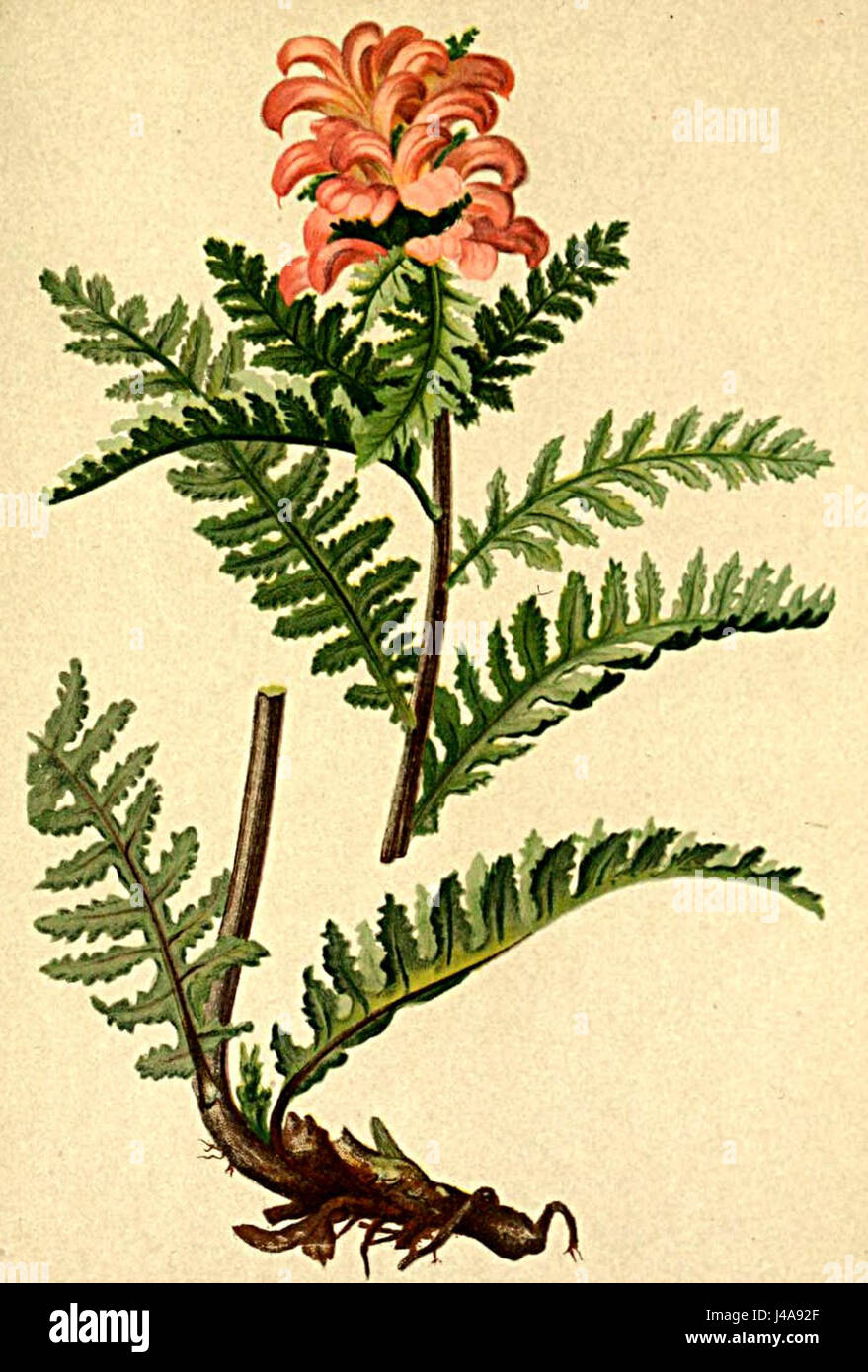 "Pedicularis recutita" è una specie di pianta in fiore, raffigurata in un'illustrazione dell'Atlante Alpenflora, una collezione botanica di piante alpine. Foto Stock