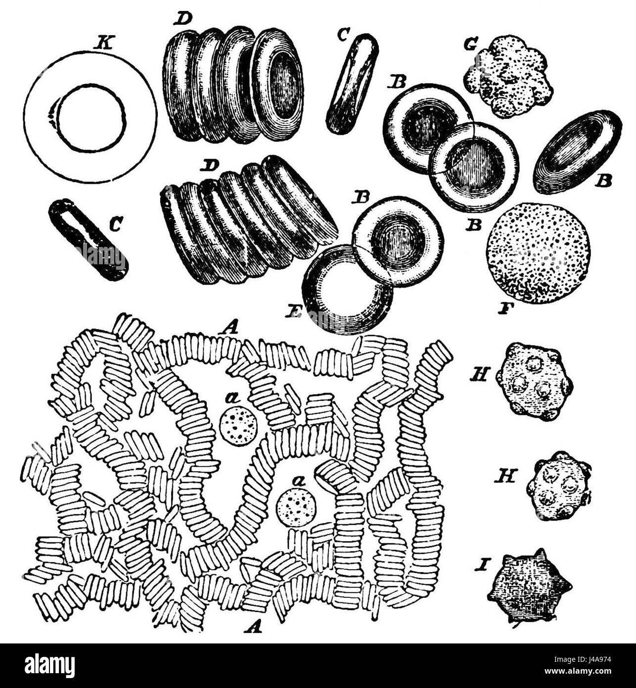 PSM V19 D479 il bianco e il rosso umano corpuscoli del sangue Foto Stock