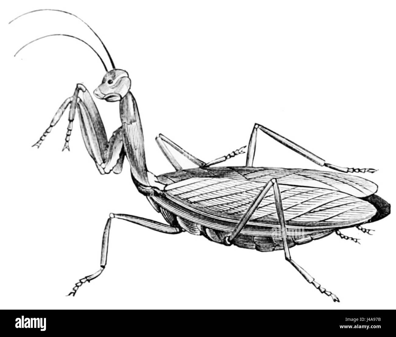 PSM V43 D544 mantide religiosa Foto Stock