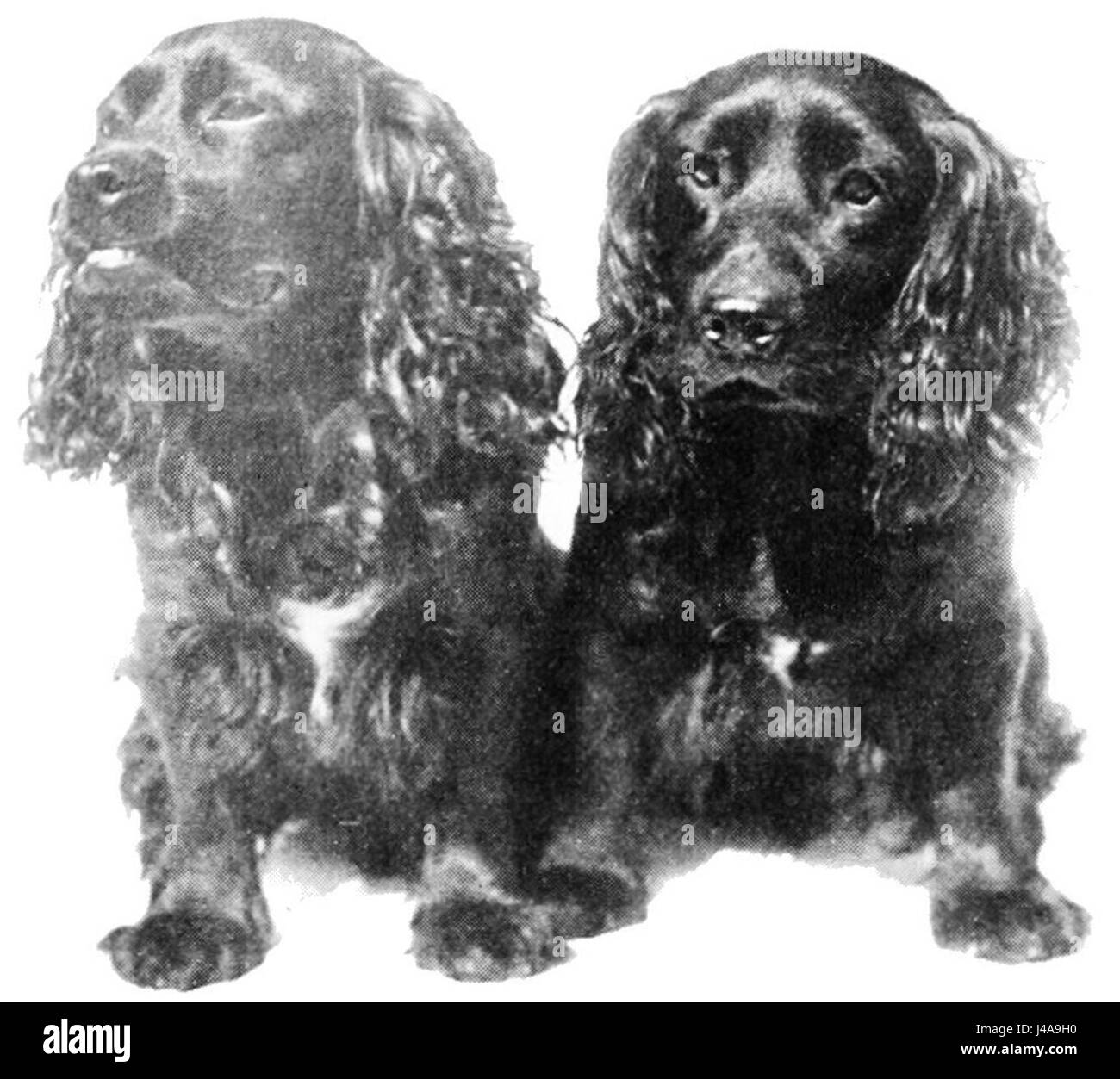 Questo articolo di "PSM V50 D822", dell'ottobre 1896, esplora aspetti delle condizioni socioeconomiche durante tale periodo. Discute temi come il lavoro, la migrazione e l'impatto sociale dei cambiamenti economici. Foto Stock