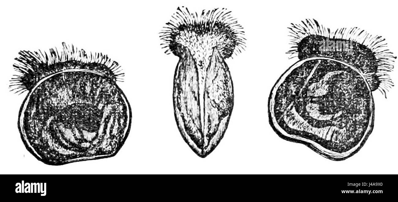 PSM V06 D171 ostriche appena nato Foto Stock