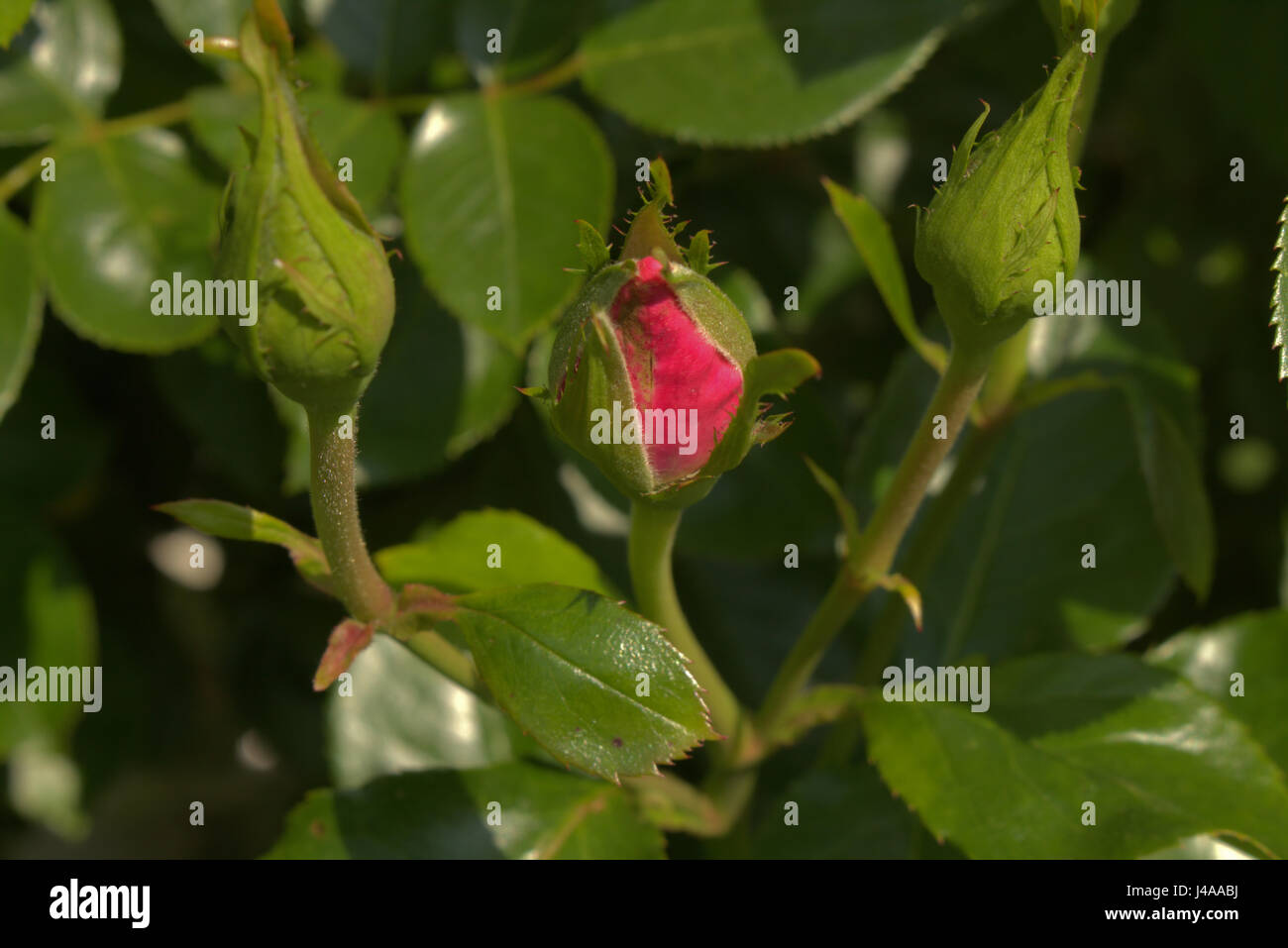 Aprire Red Bocciolo Di Rosa E Rosso Chiuso Boccioli Di Rosa Su Red Rose Bush Foto Stock Alamy