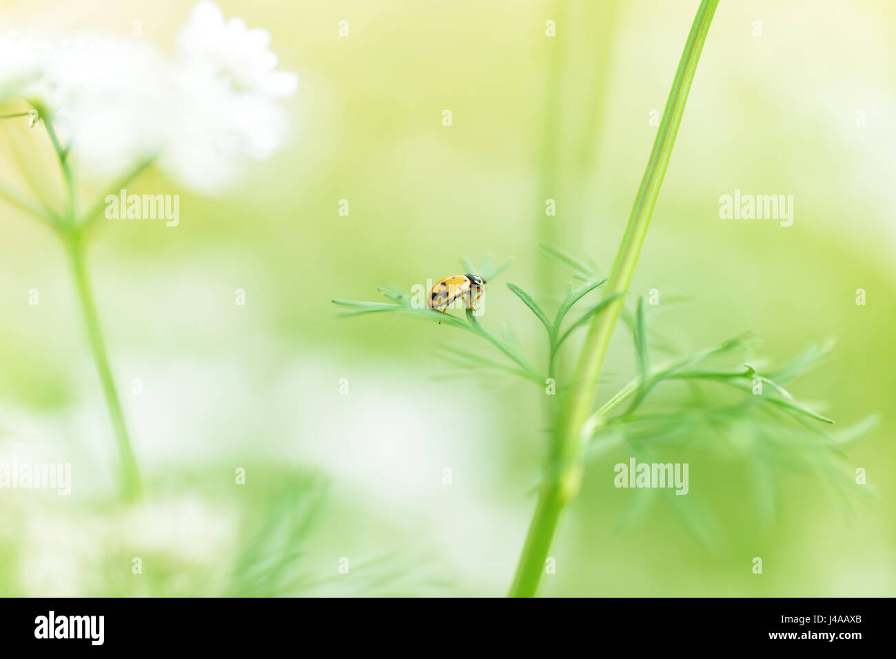Coccinella sulla parte superiore delle foglie di coriandolo Foto Stock