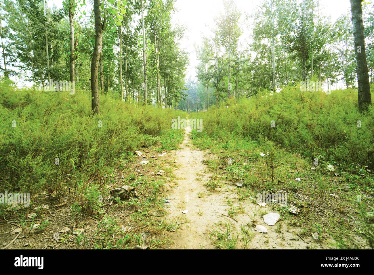 Un tranquillo sentiero nel bosco Foto Stock