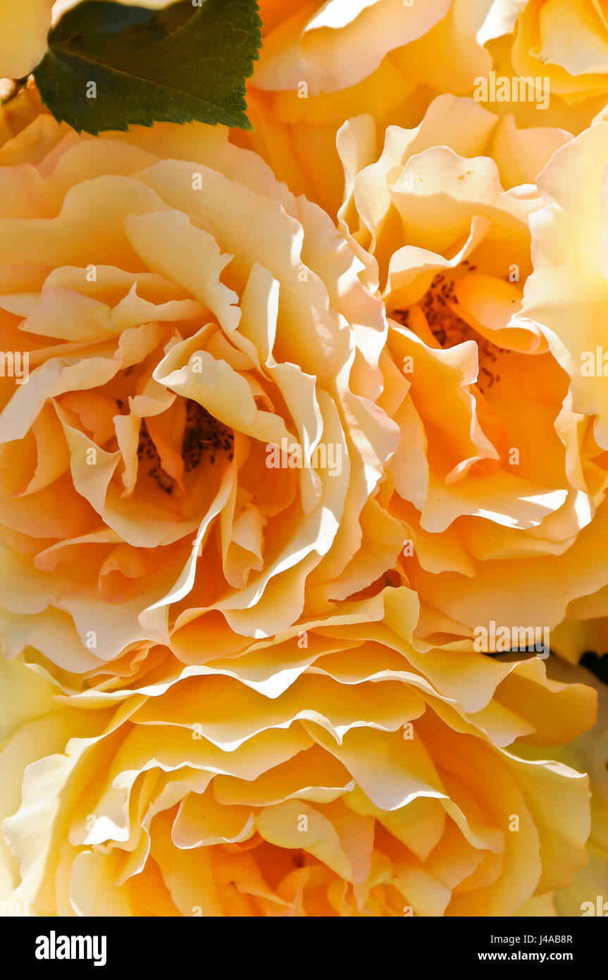 Close-Up di "Eureka" Rose Foto Stock