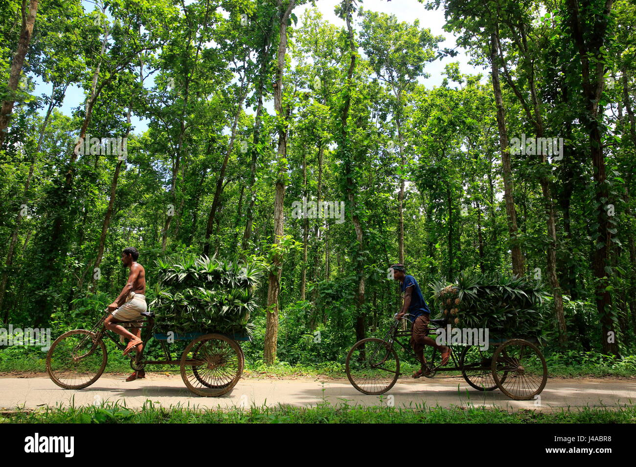 Gli agricoltori portano ananas maturi su biciclette a vendere loro un mercato nelle vicinanze in Madhupur in Tangail, Bangladesh. Foto Stock