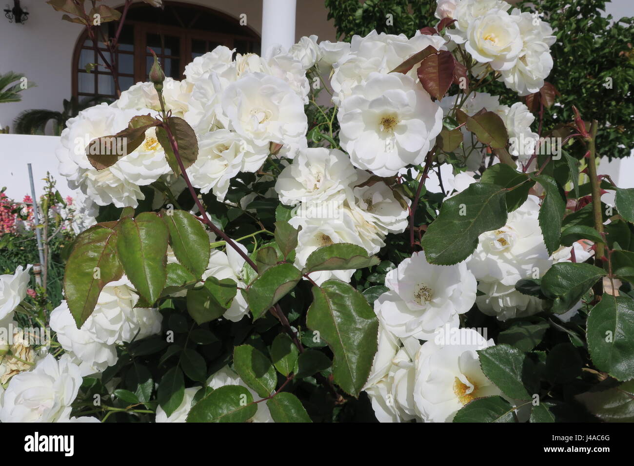 Una rosa è woody perenne fioritura delle piante del genere rosa ad arbusto di Nizza con un sacco di fiori bianchi. Foto Stock