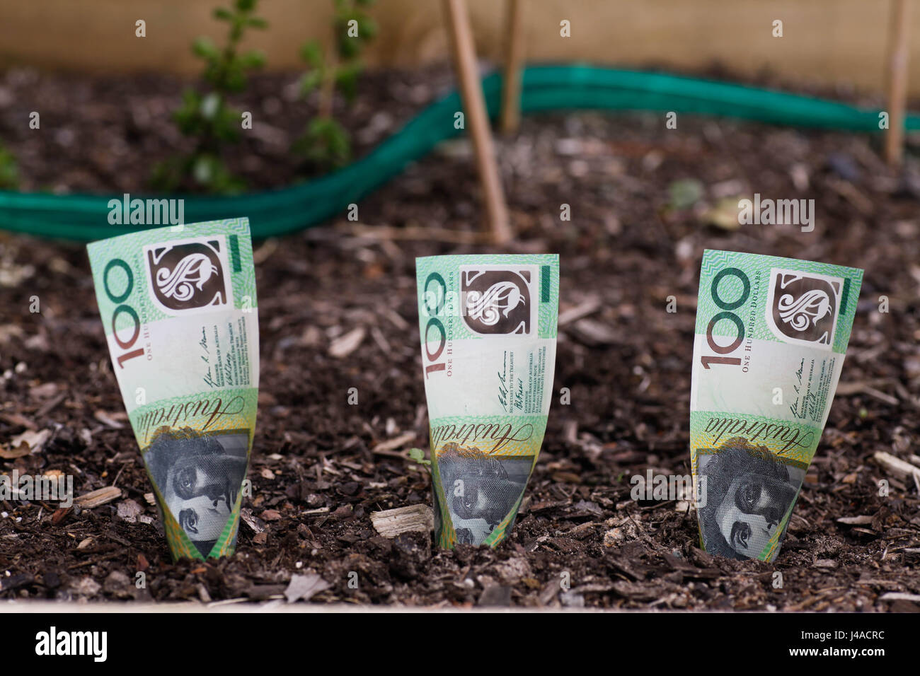 Denaro crescente- Australian $100 note Foto Stock