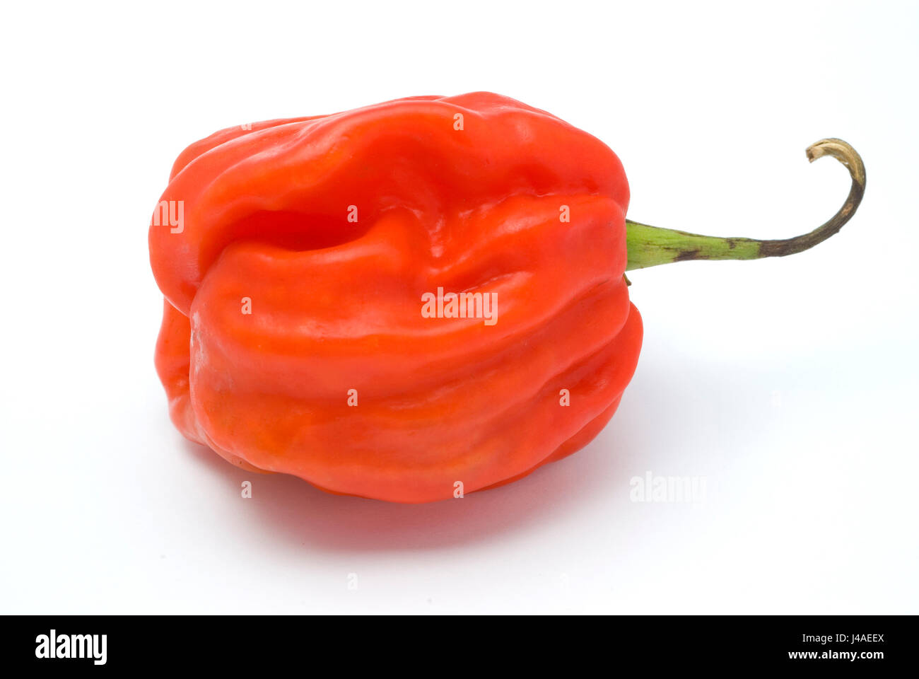 Scotch Bonnet Chili Foto Stock