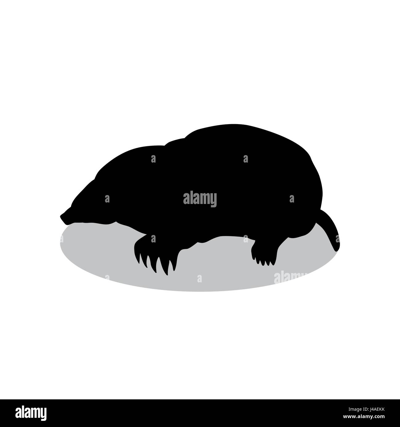 Mole insectivores mammifero nero animale silhouette Illustrazione Vettoriale