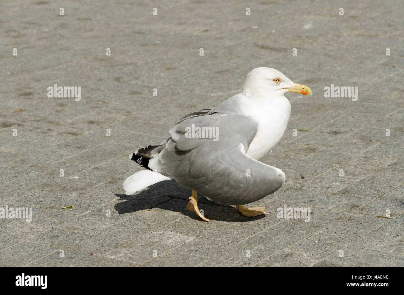 Un uccello nel centro della città di Varna. Yello zampe gull. Messa a fuoco selettiva Foto Stock