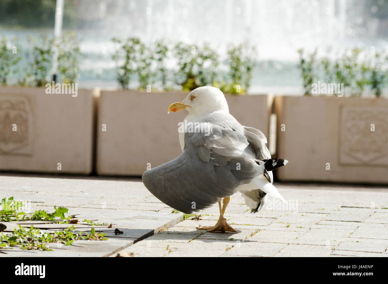 Vecchio Pinguini camminare per la città. Messa a fuoco selettiva Foto Stock