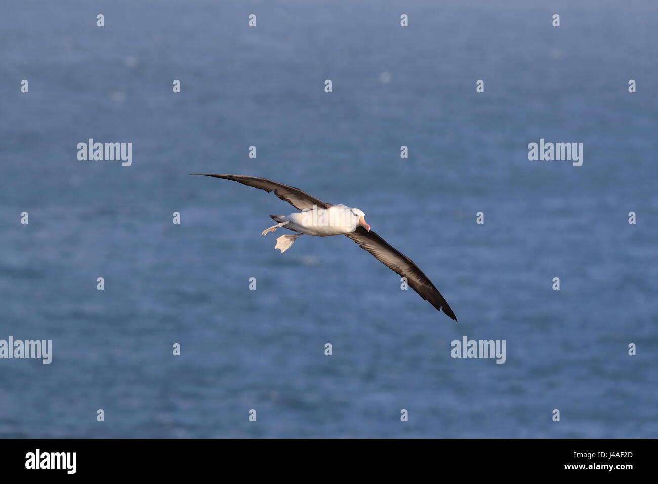 Nero-browed Albatros ( Thalassarche melanophris ) o Mollymawk Isola di Helgoland Germania Foto Stock