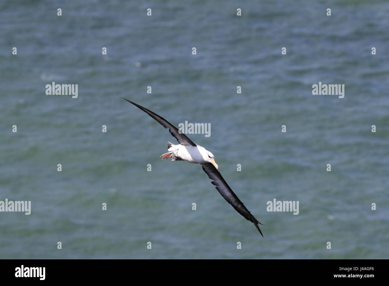 Nero-browed Albatros ( Thalassarche melanophris ) o Mollymawk Isola di Helgoland Germania Foto Stock