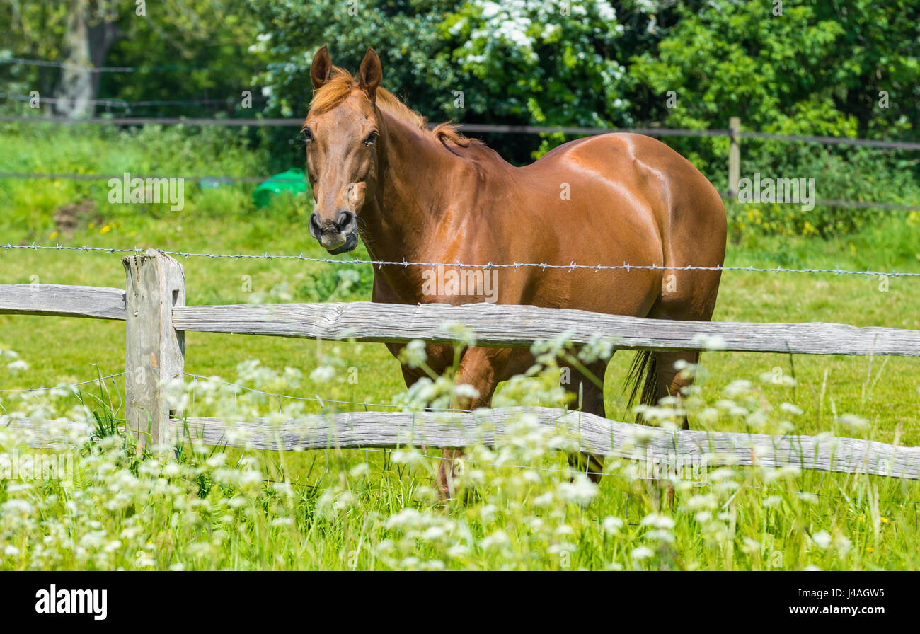 Cavallo in campo. Color castagna cavallo adulto in piedi da solo in un campo da un recinto guardando la telecamera. Foto Stock