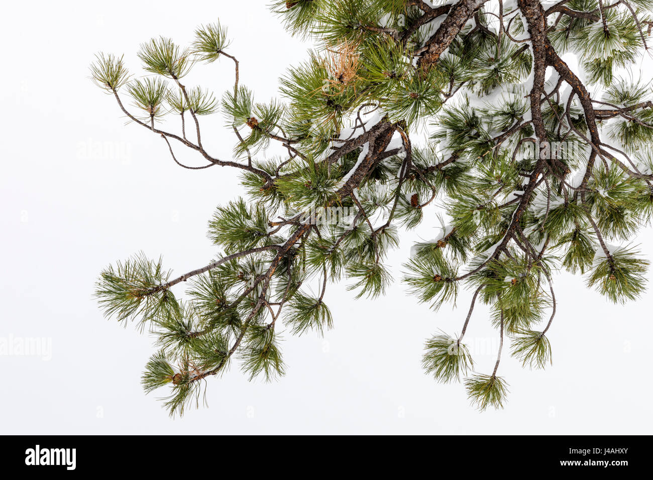 Ramo e aghi di Pinus ponderosa, ponderosa pine, bull pine, blackjack, pino western yellow pine in aprile neve di primavera, poco Rainbow Trail, Cento Foto Stock
