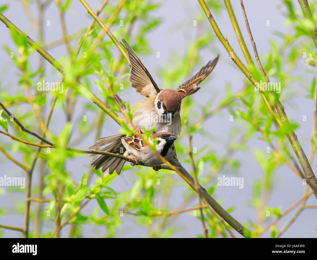 Due graziosi uccelli in amore Passero a molla sui rami di alberi Foto Stock