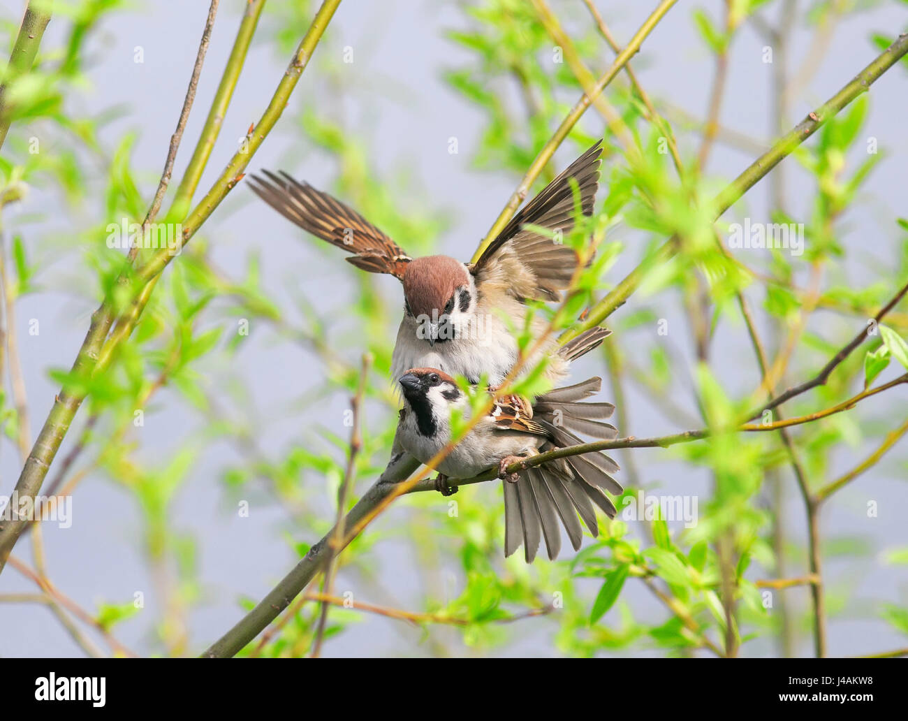 Due graziosi uccelli in amore Passero a molla sui rami di alberi Foto Stock