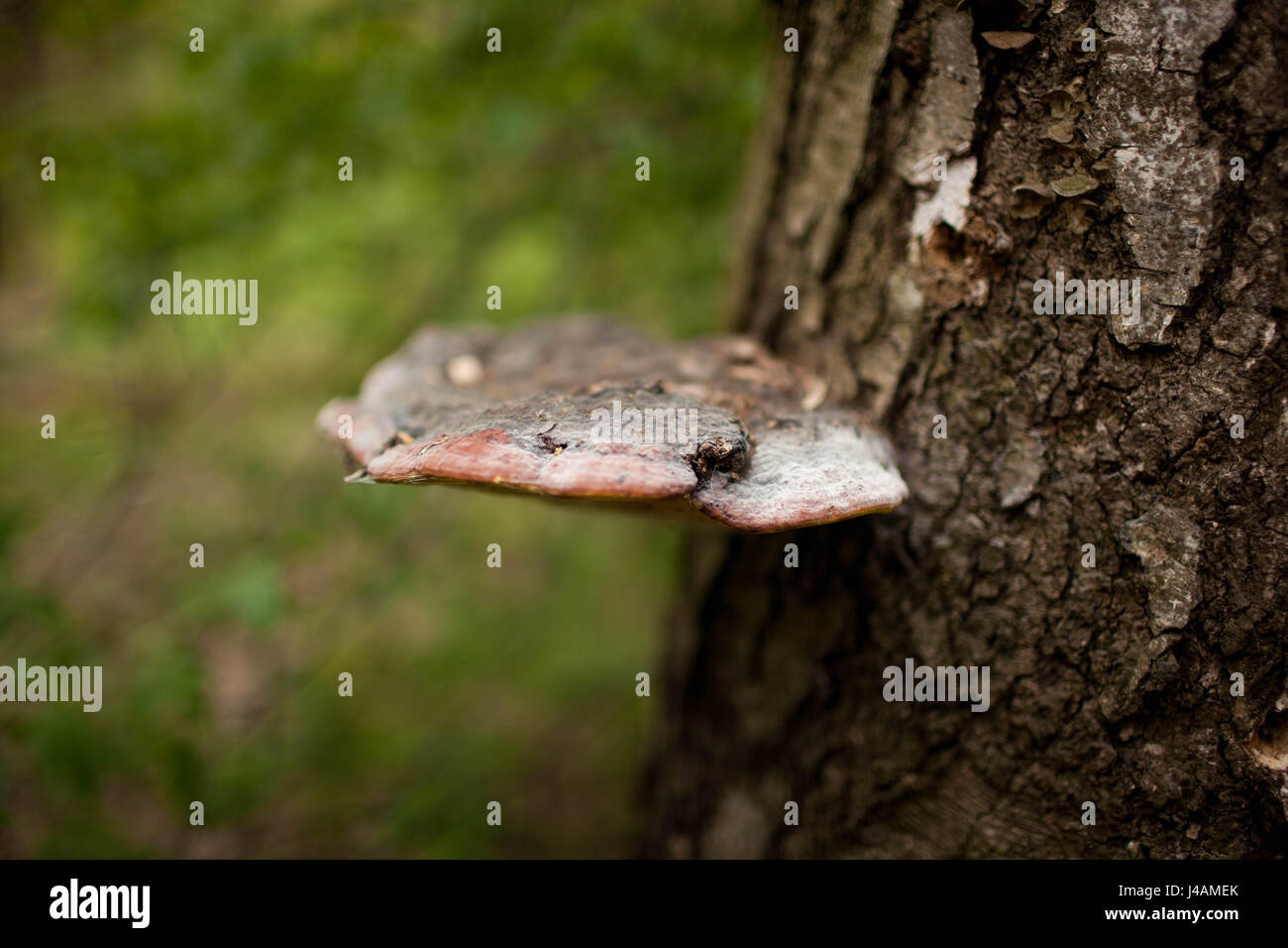 Fungo che cresce su un albero nella foresta Foto Stock