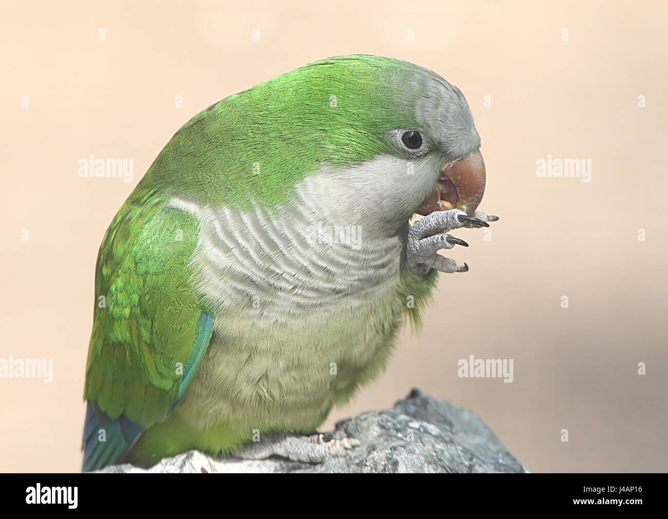 Sud Americana Monaco parrocchetto o Quaker Parrot (Myiopsitta monachus), specie invasive in Europa Foto Stock
