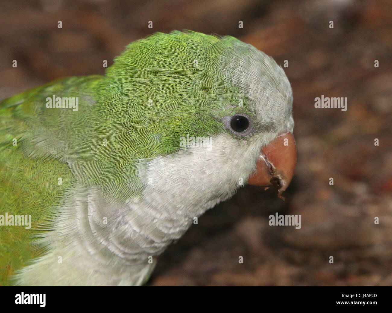 Sud Americana Monaco parrocchetto o Quaker Parrot (Myiopsitta monachus). Foto Stock