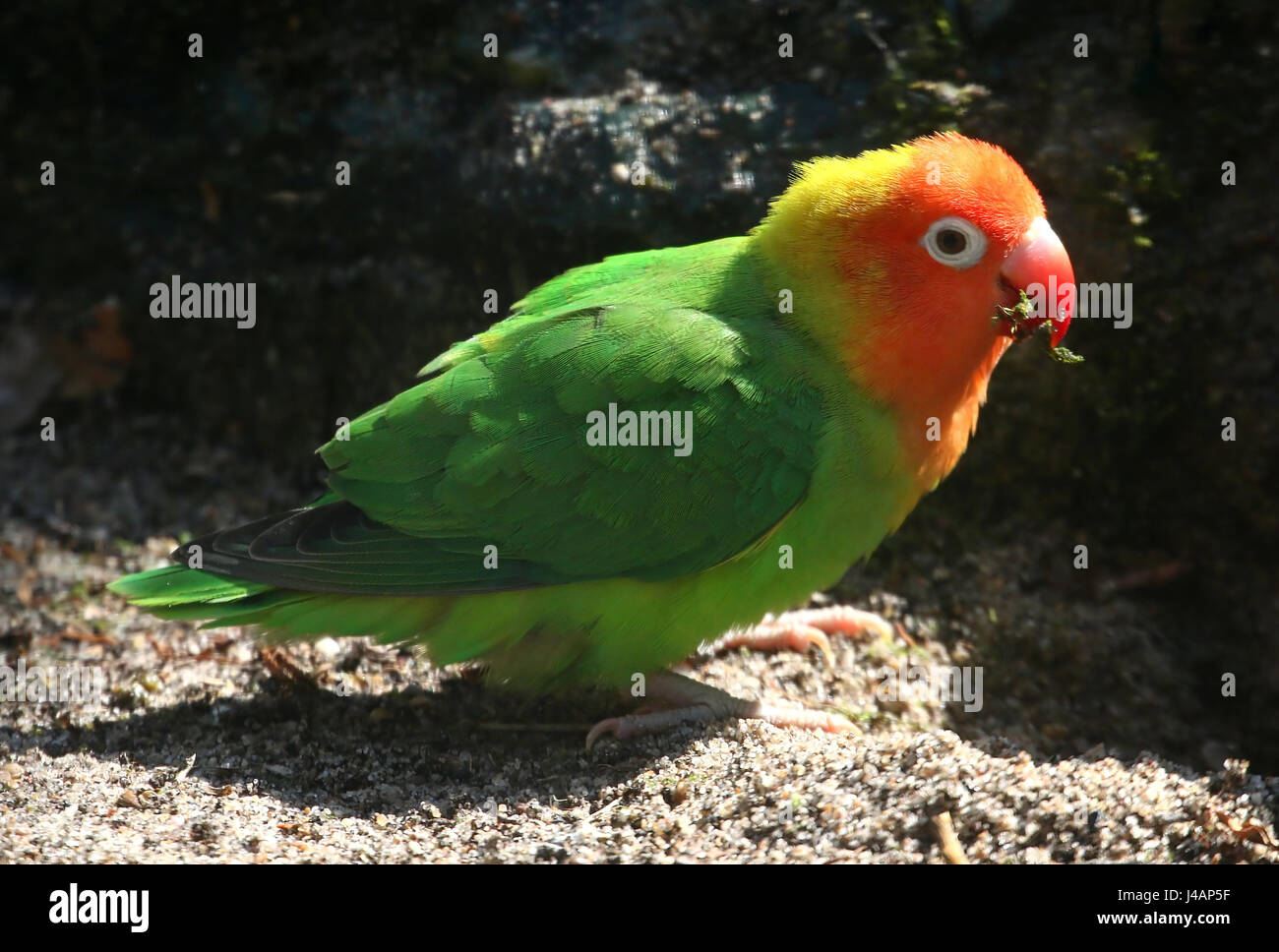Sud-est africano o Nyasa Lilian's (Lovebird Agapornis lilianae), un piccolo pappagallo varietà Foto Stock