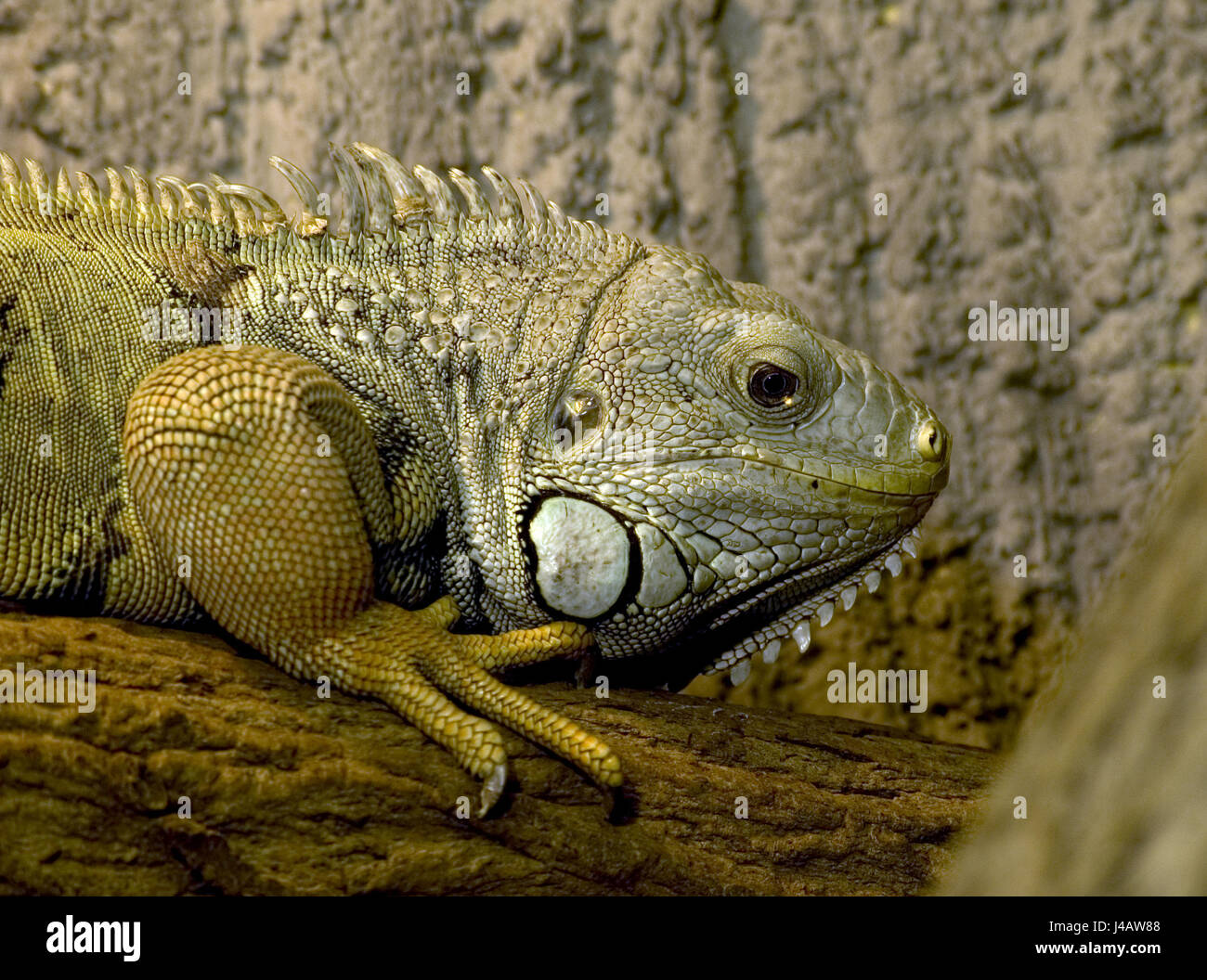Rettili lucertola verde organo occhio marinare iguana terrario rettili  agame a pettine Foto stock - Alamy