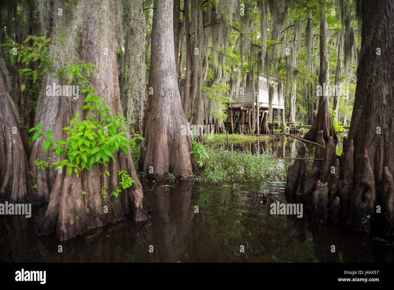 Vista panoramica di un terreno paludoso in America del Sud con shack su palafitte tra radici di cipresso calvo alberi e muschio Spagnolo a caddo Lake, Texas Louisiana Foto Stock