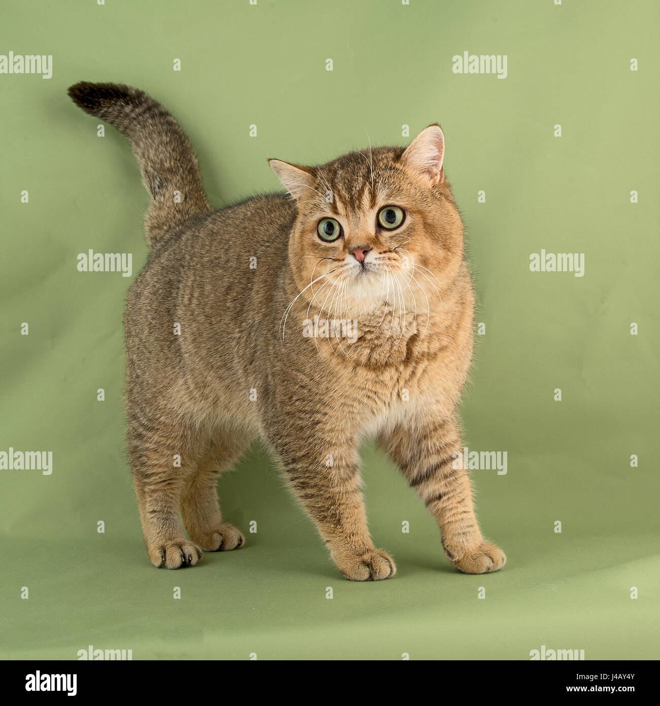 British shorthaire cat Foto Stock