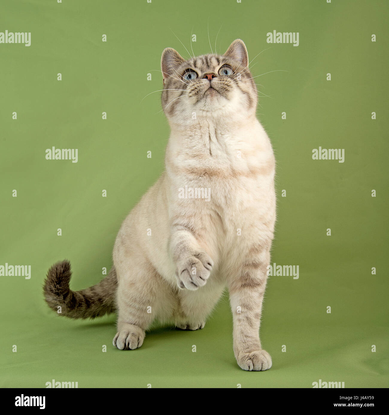 gatto britannico shorthaired Foto Stock