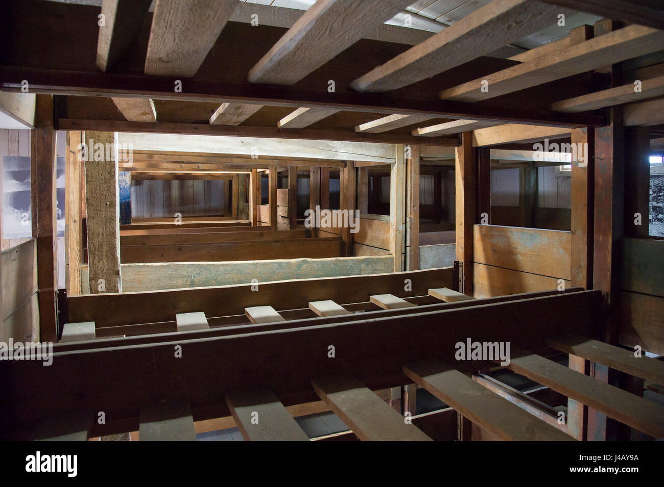 Bunker i letti in legno nella Germania nazista di concentramento KL Stutthof nel 72 anniversario della liberazione del campo di concentramento da parte dell'Armata rossa in museo o Foto Stock