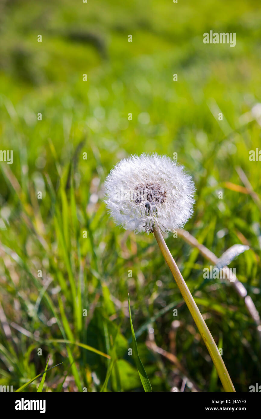 Delapre campo pubblico da golf, Eagle Drive, Northampton. U.K. Foto Stock
