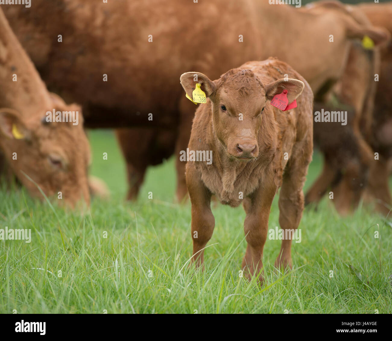 South Devon vacche e vitelli Foto Stock