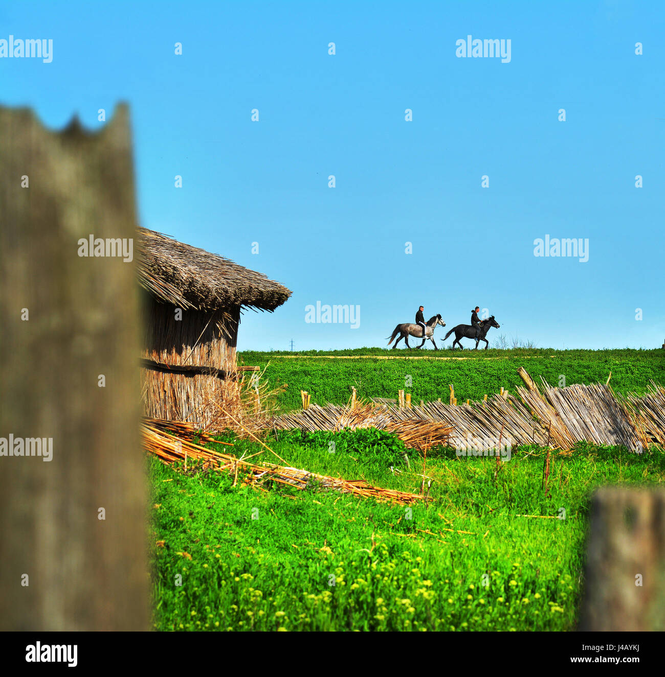 Guardando attraverso la recinzione a tradizione rumena Mila 23, il Delta del Danubio, Romania Foto Stock