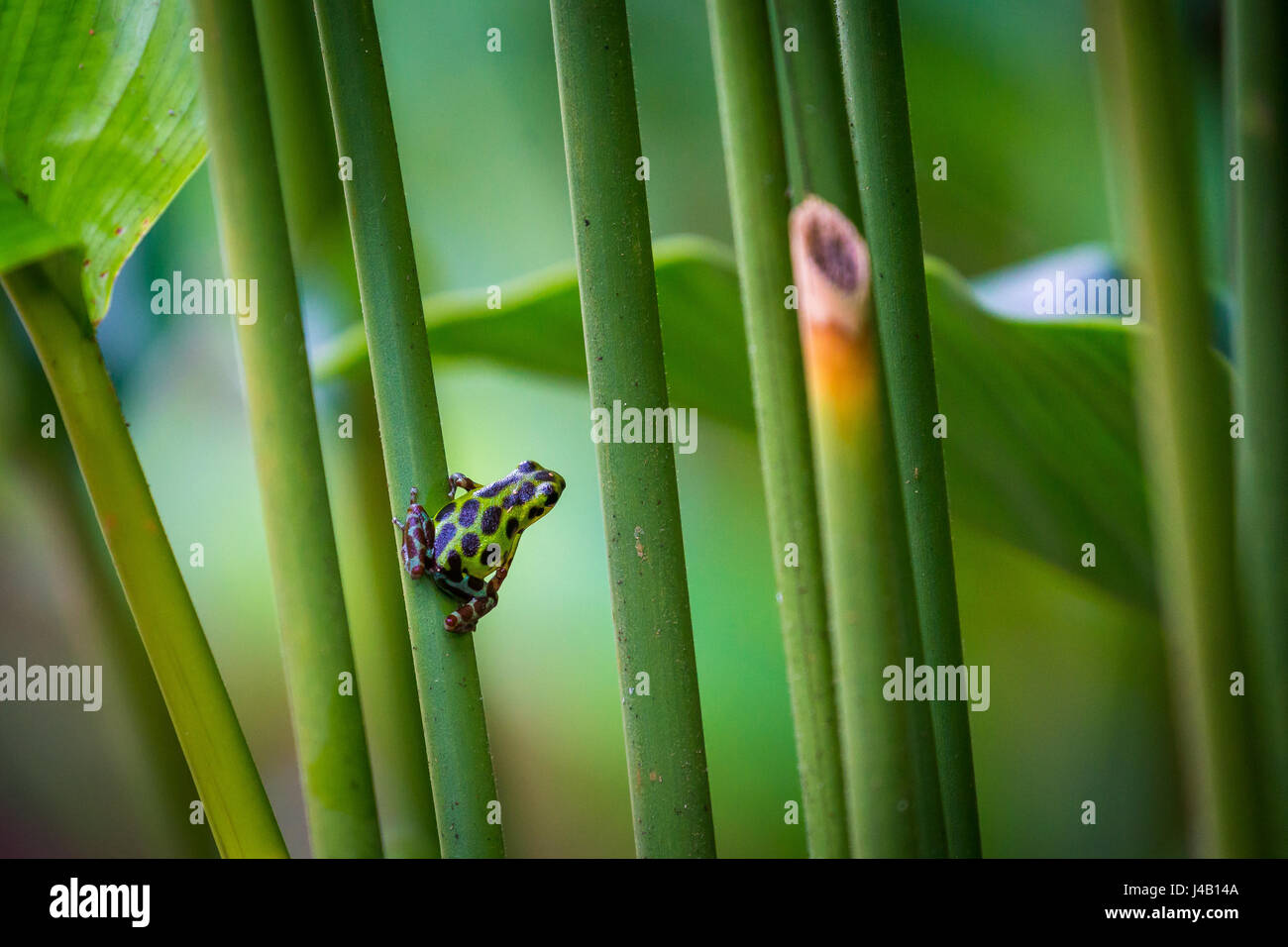 Close-up di fragola veleno-dart frog Foto Stock