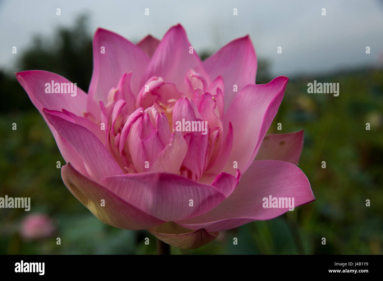 Lotus localmente chiamato Padma Phul sulla zona umida di Brahmanbaria, Bangladesh. Foto Stock