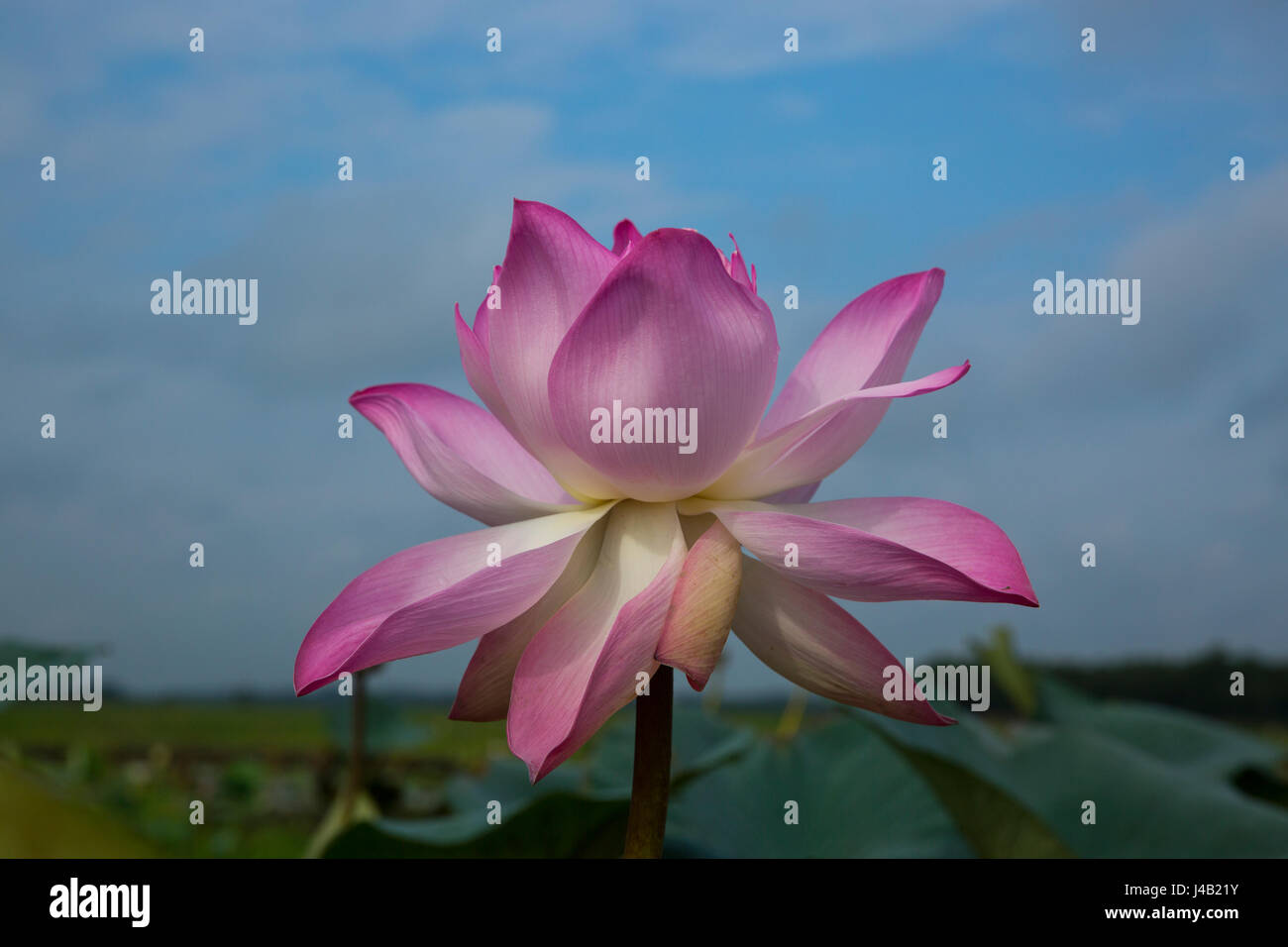 Lotus localmente chiamato Padma Phul sulla zona umida di Brahmanbaria, Bangladesh. Foto Stock