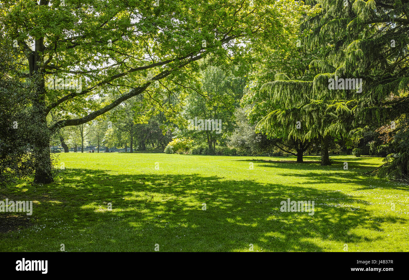 Area erbosa circondata da alberi su una soleggiata giornata di primavera in Abington park, Northampton. Foto Stock